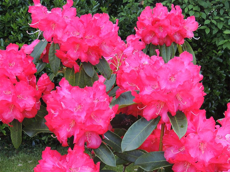 Fleurs de rhododendron © Gite Les 3 Voiles