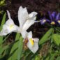 Iris du ruisseau © Gite Les 3 Voiles