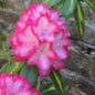 Rhododendron © Gite Les 3 Voiles