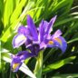 Iris violet © Gite Les 3 Voiles