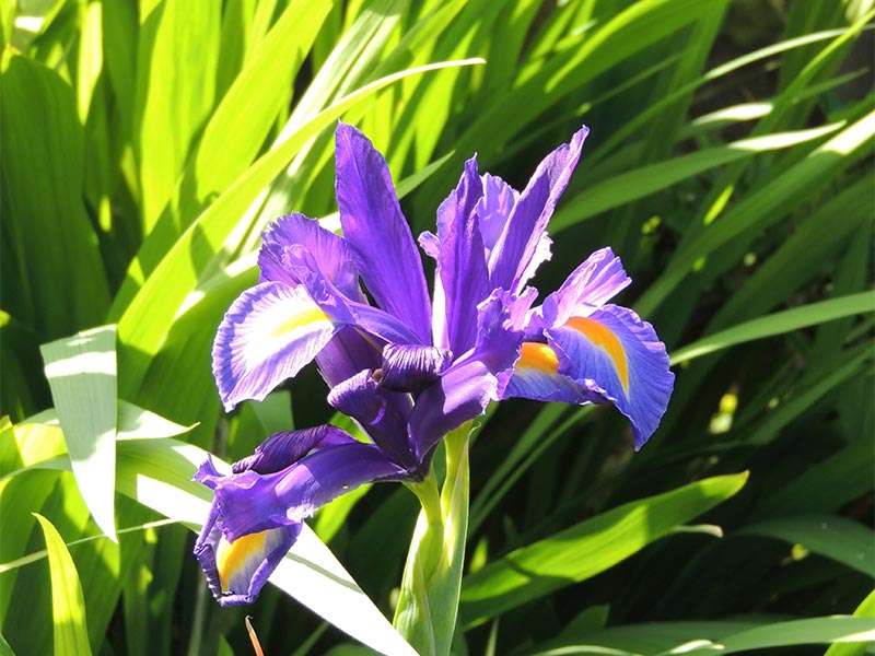 Iris violet © Gite Les 3 Voiles
